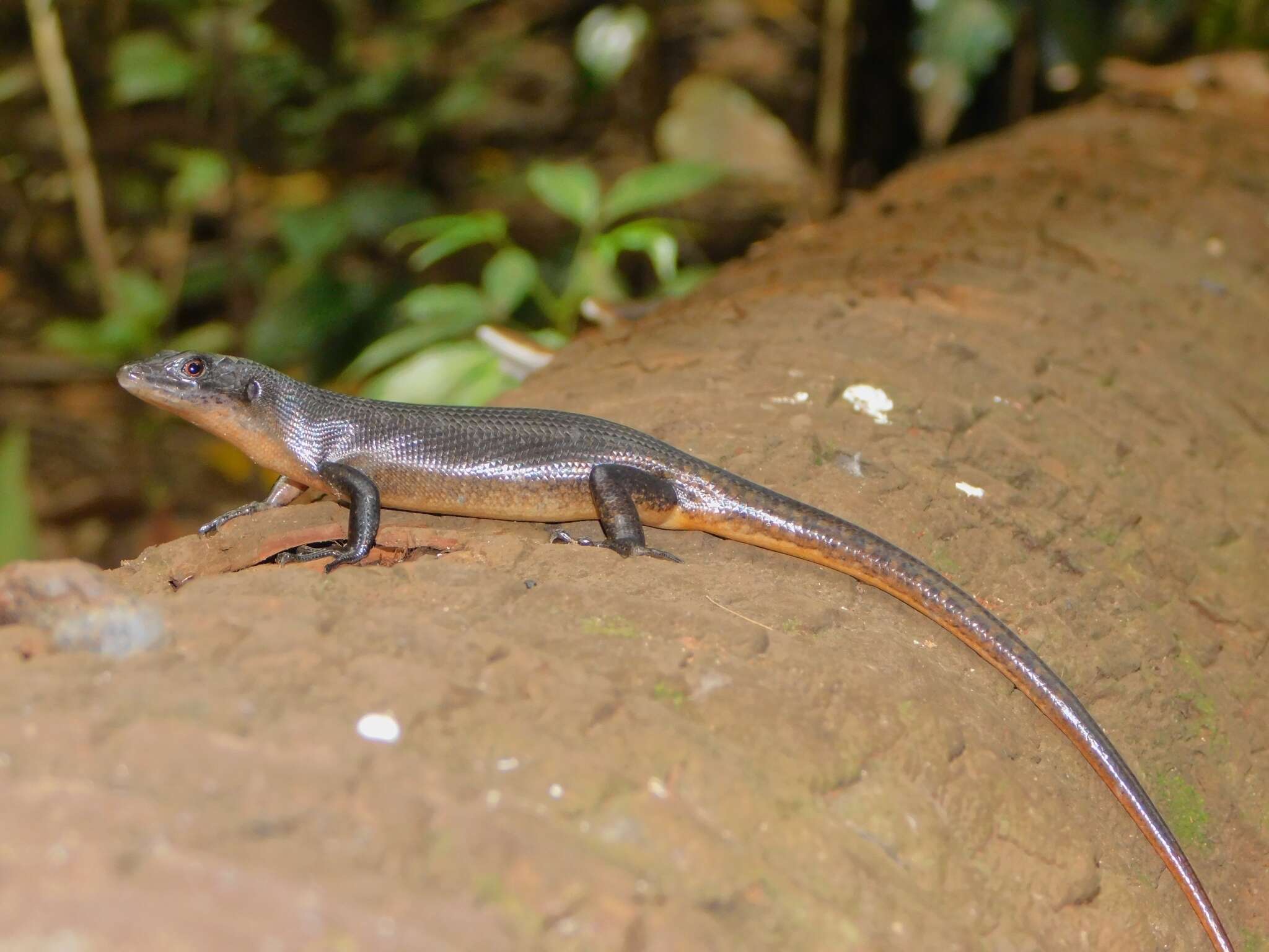 Image of Black Emo Skink