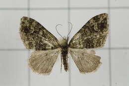 Plancia ëd Apithecia viridata Moore 1868