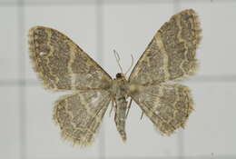 Image of Idaea costiguttata Warren 1896