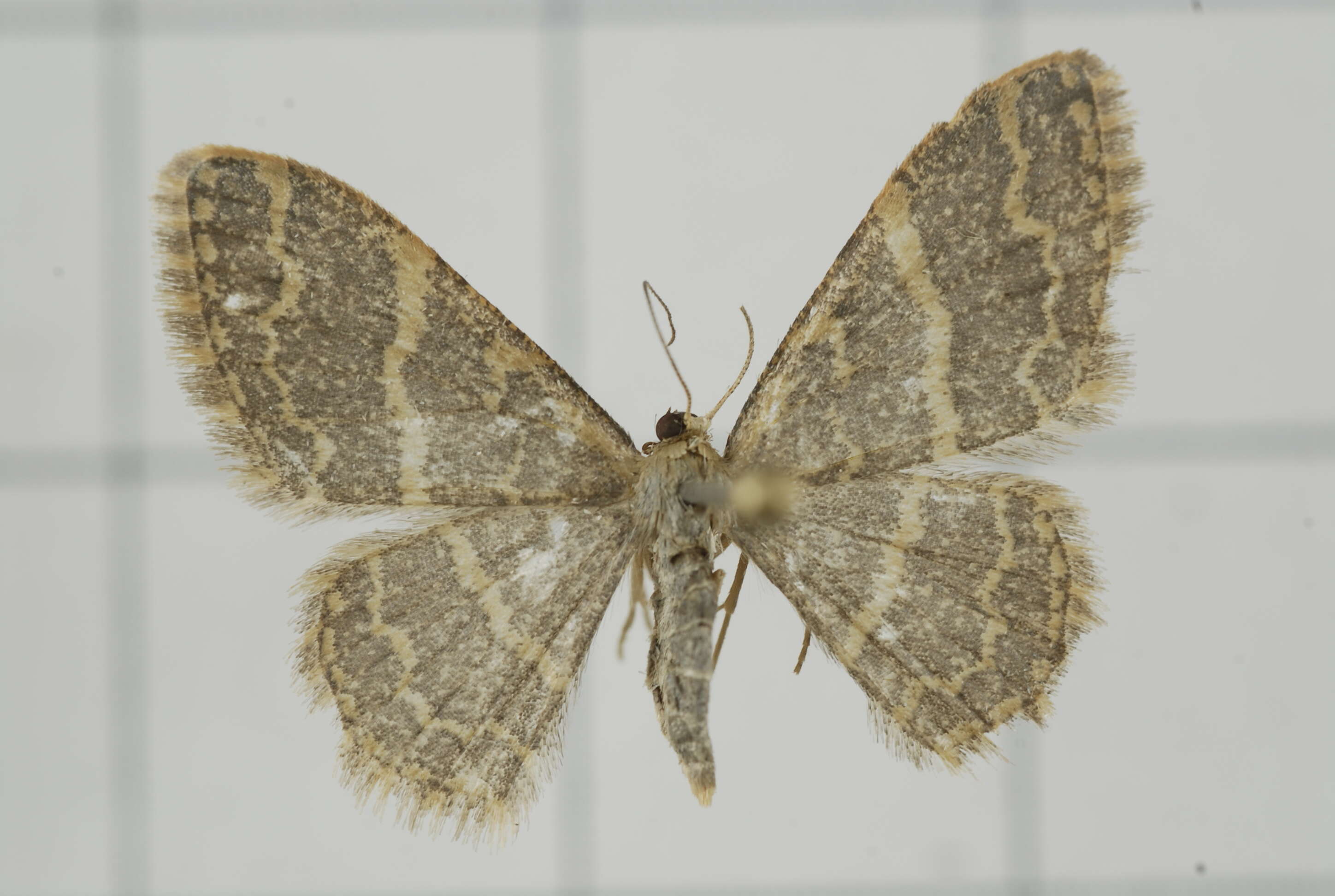 Image of Idaea costiguttata Warren 1896