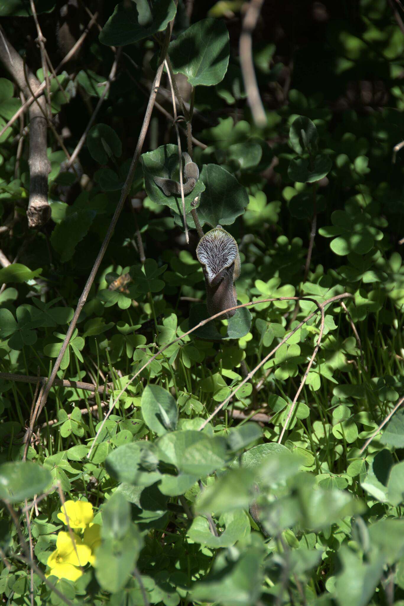 Plancia ëd Aristolochia cretica Lam.