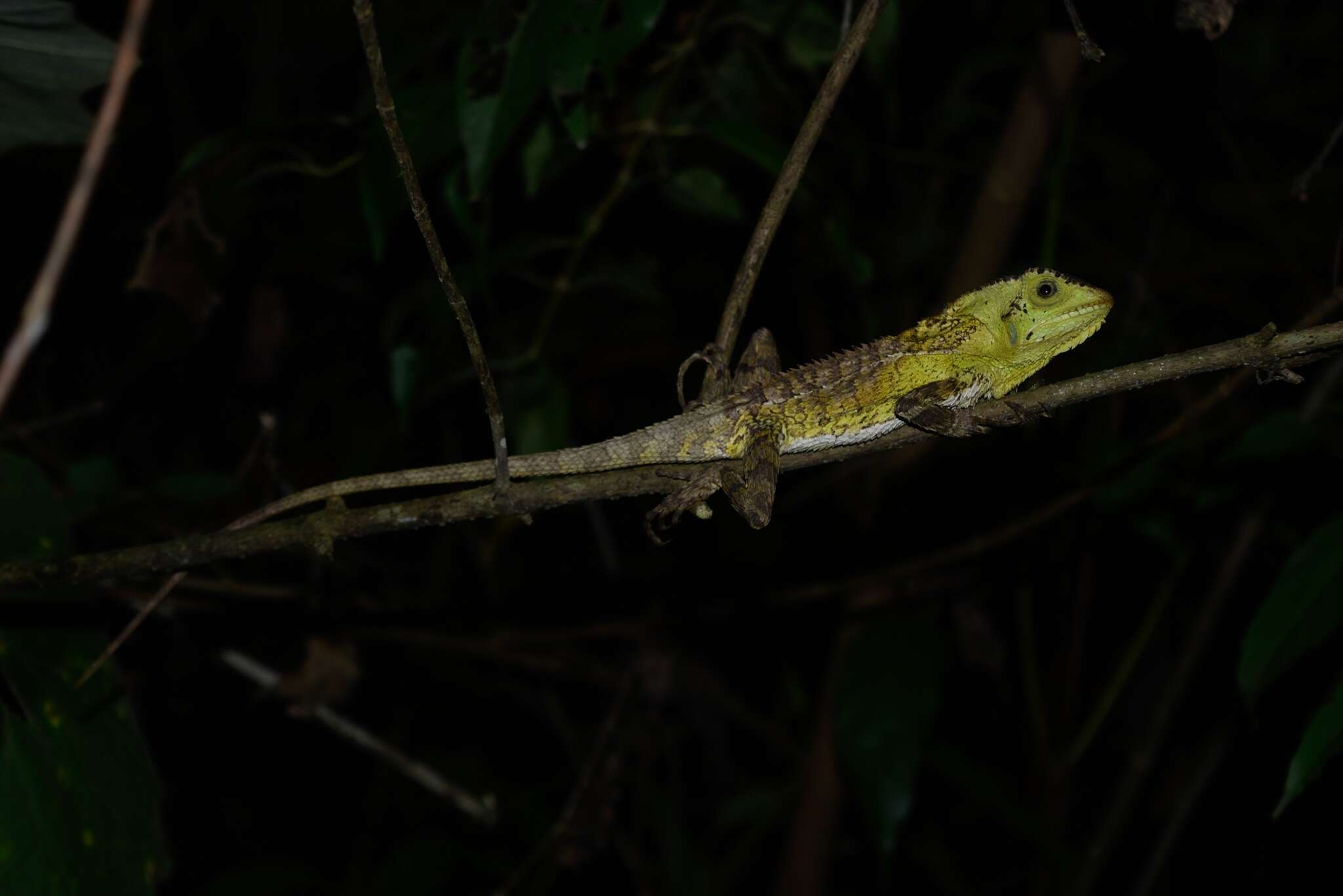 Image of Keeled Helmeted Basilisk