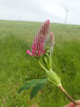 Image of Red Trefoil