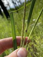 Imagem de Rottboellia tessellata Steud.