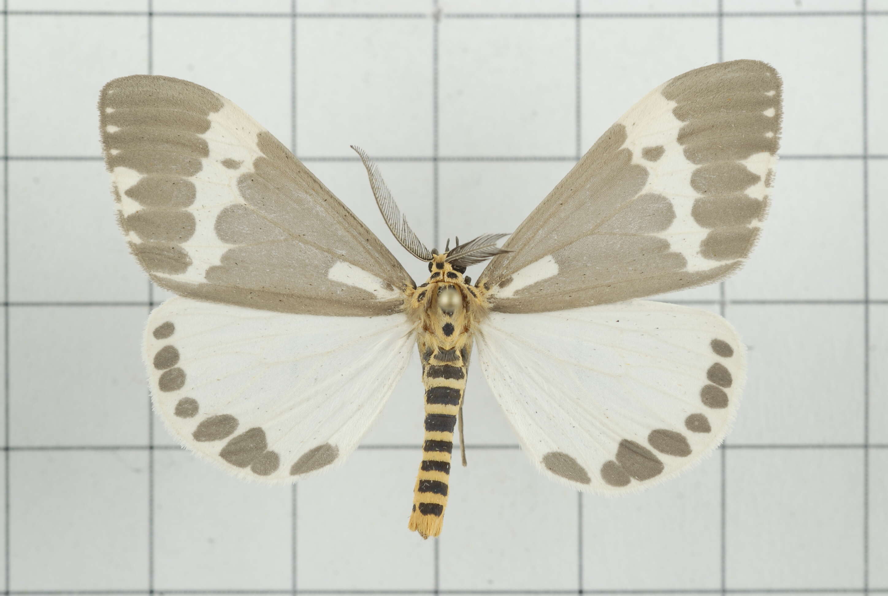 Image of Nyctemera arctata Walker 1856