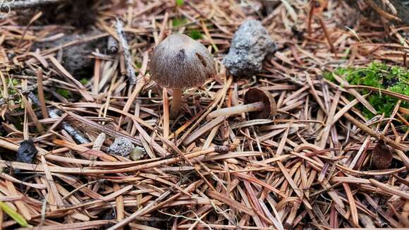 Image de Psathyrella pennata (Fr.) A. Pearson & Dennis 1948