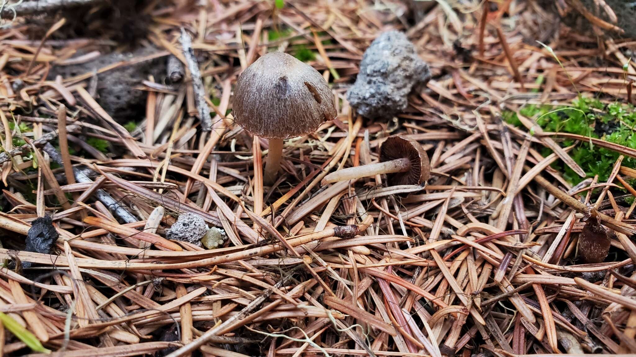 Imagem de Psathyrella pennata (Fr.) A. Pearson & Dennis 1948