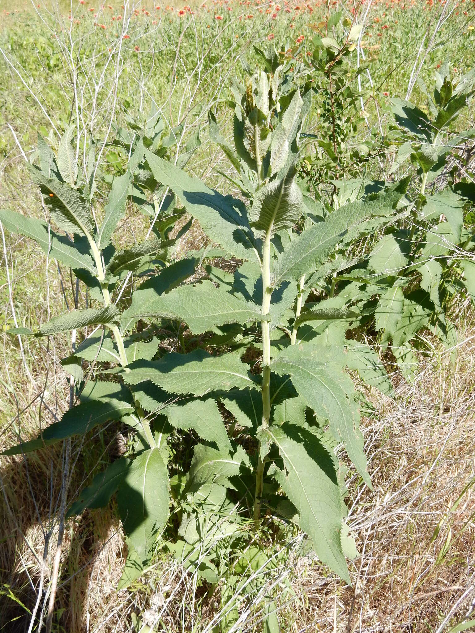 Image of Texas greeneyes