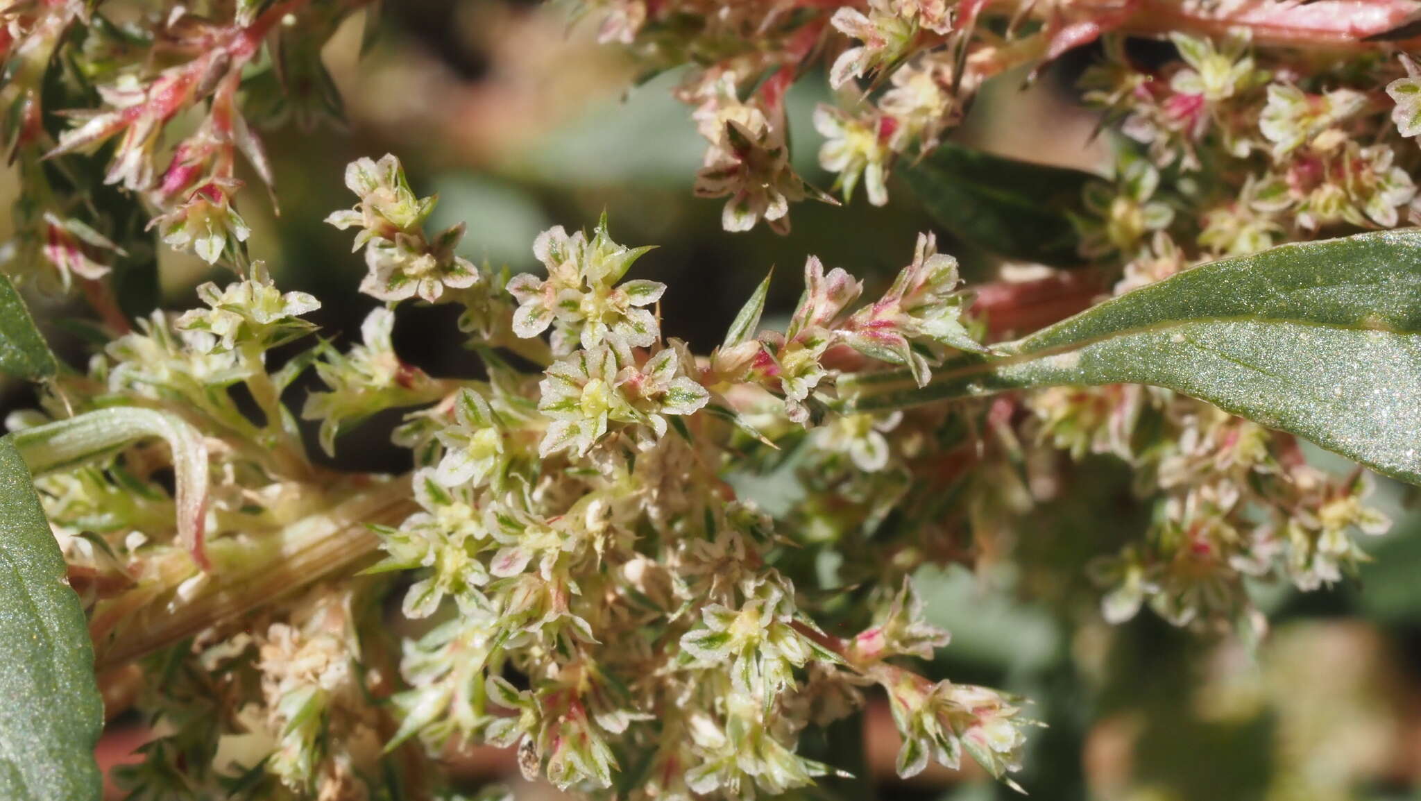 Image of Torrey's amaranthus