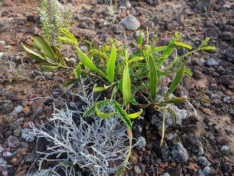 Слика од Acacia heterophylla (Lam.) Willd.