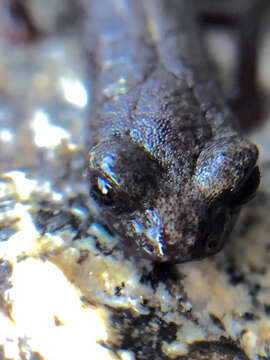 Image of Fairview Slender Salamander