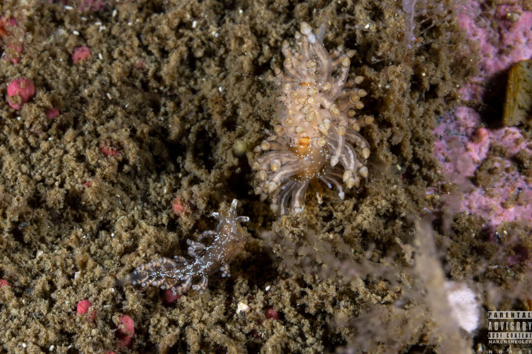 Image of Eubranchus vittatus (Alder & Hancock 1842)