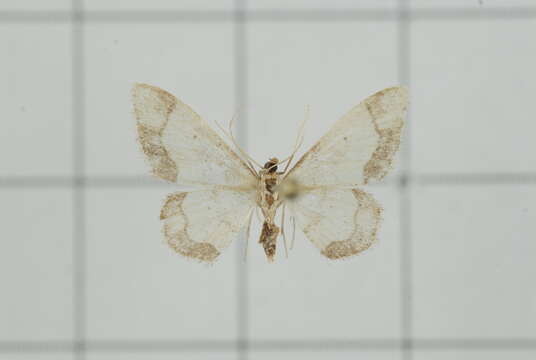 Image of Idaea sugillata Bastelberger 1911