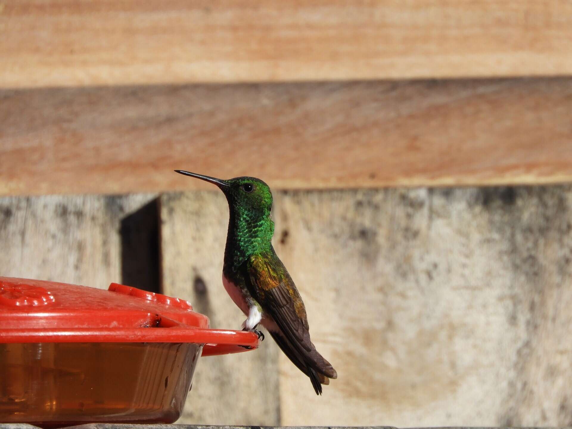 Image of Snowy-bellied Hummingbird