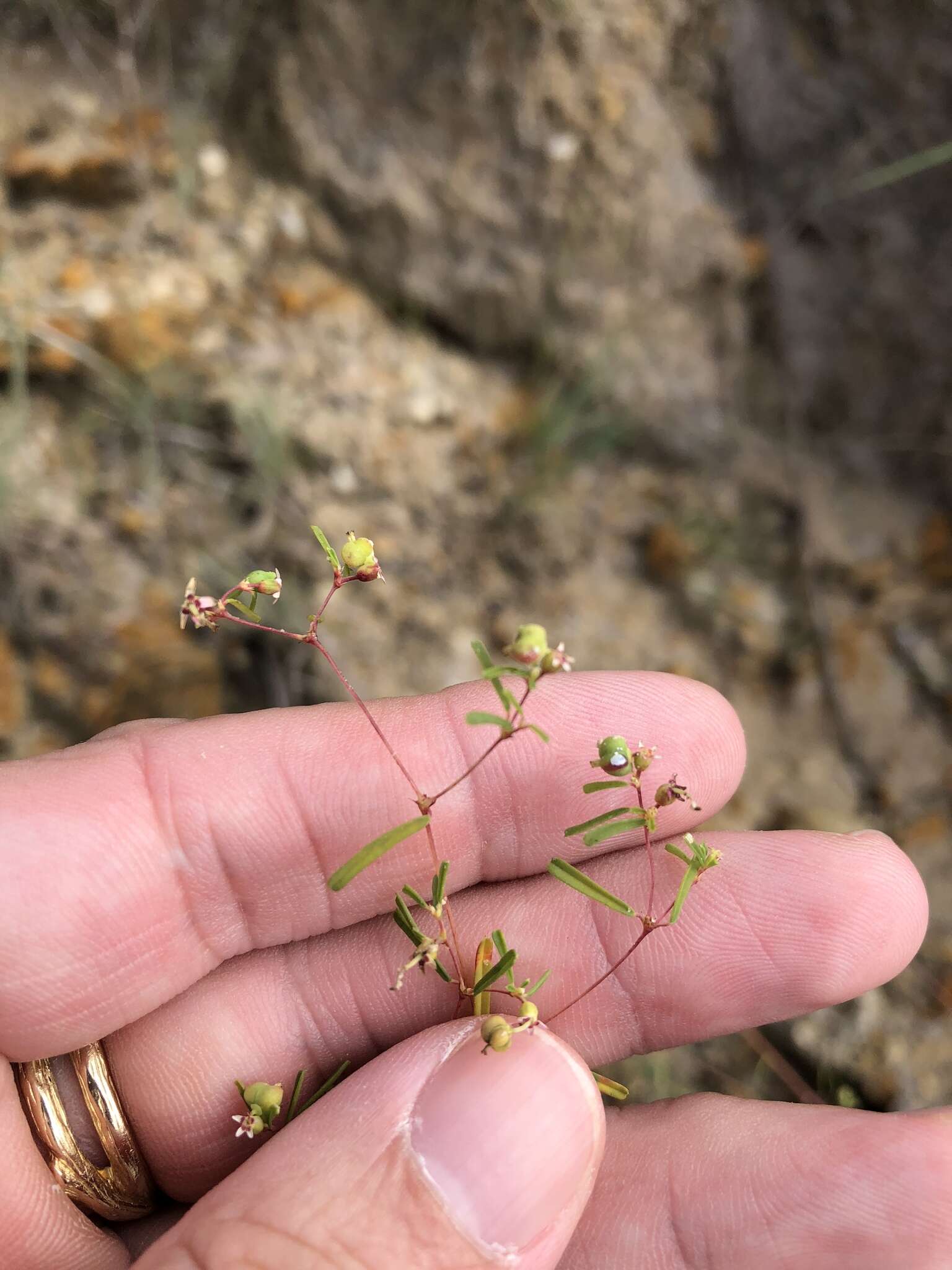 Image of prairie sandmat