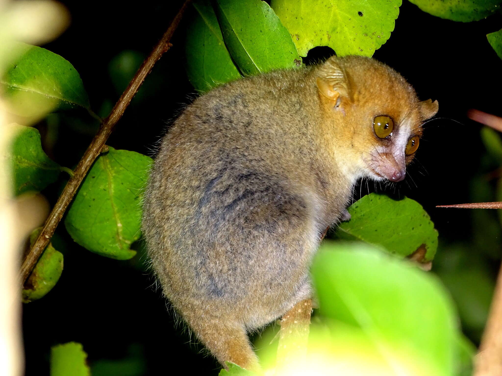 Image of Peters’ Mouse Lemur