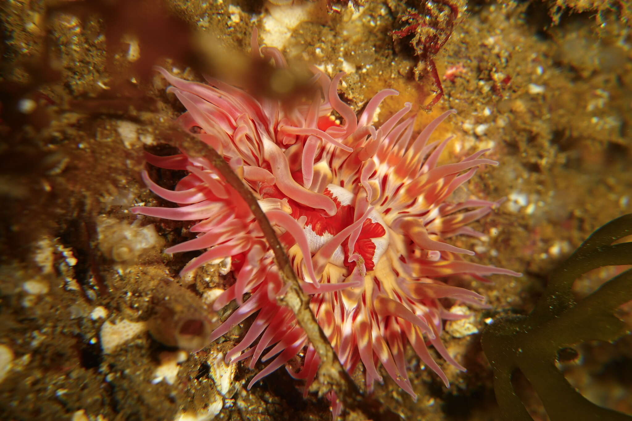 Image of McPeak anemone