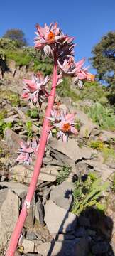 Image of Echeveria subrigida (Robins. & Seaton) Rose ex Britton & Rose