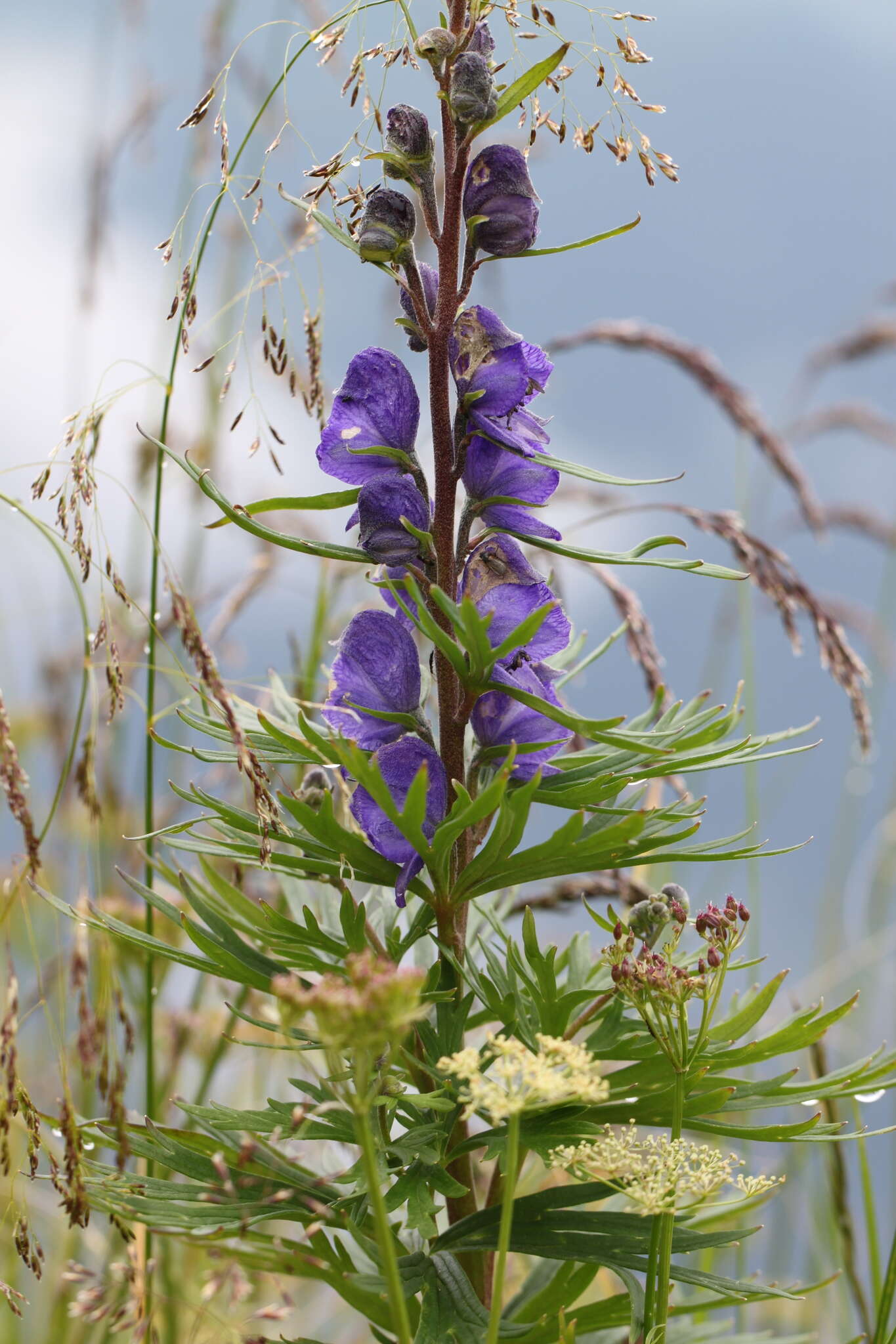 Слика од Aconitum napellus L.