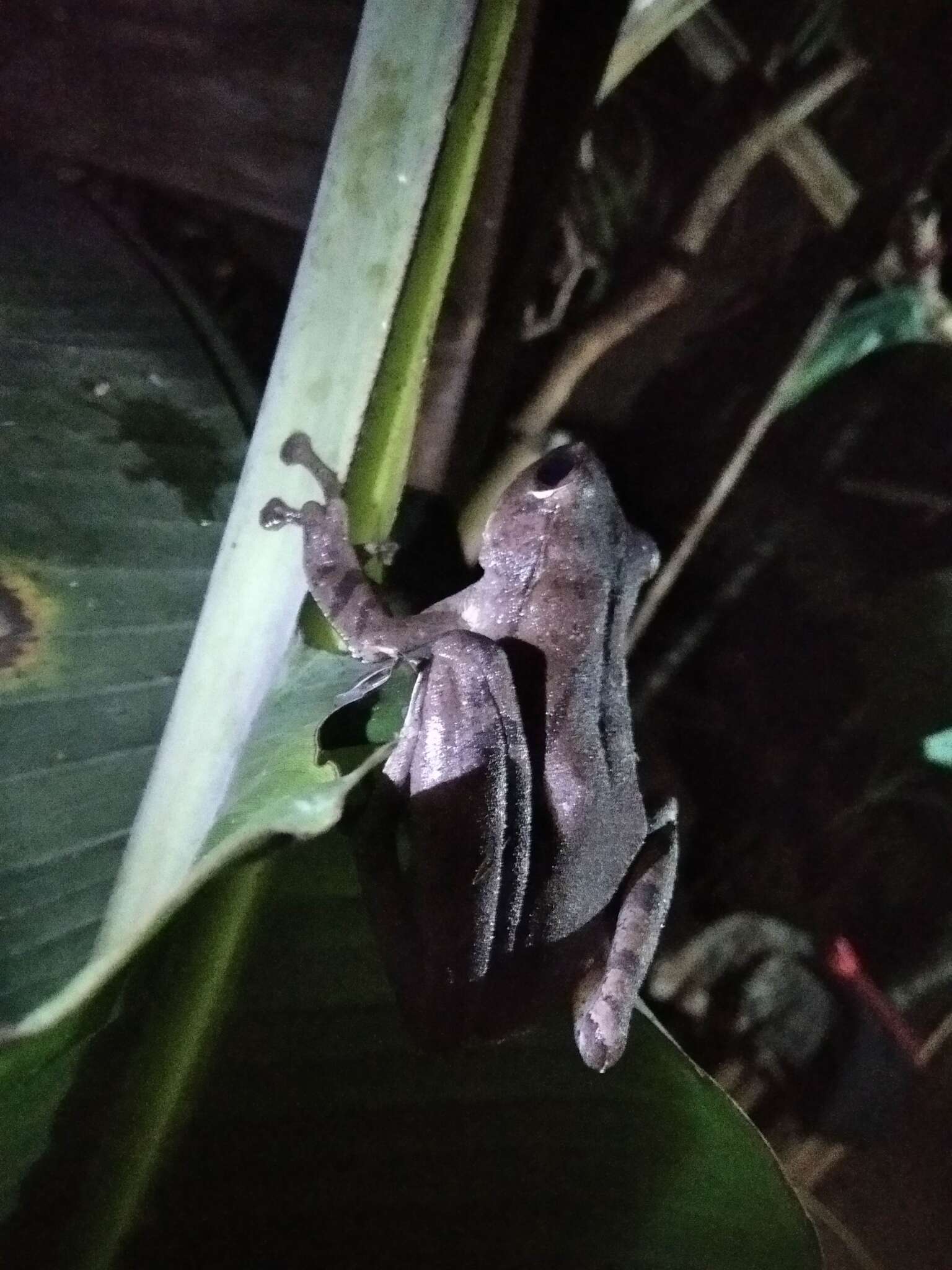 Image of Polypedates occidentalis Das & Dutta 2006