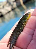 Image of Striped Kelpfish