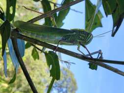 Chondracris bengalensis Mungai 1992的圖片