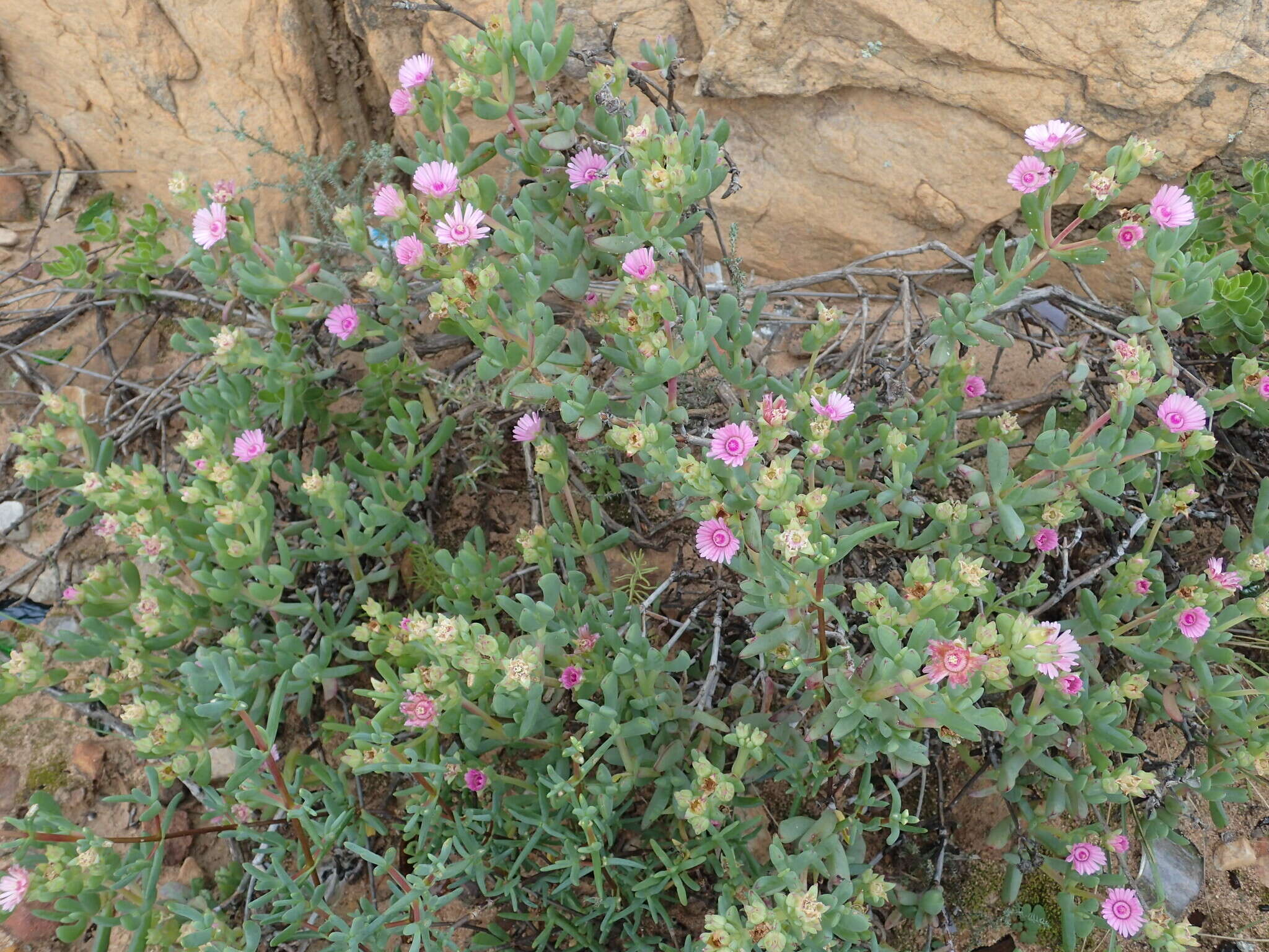 Image of Ruschiella argentea (L. Bol.) Klak