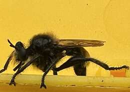 Image of Laphria partitor (Banks 1917)