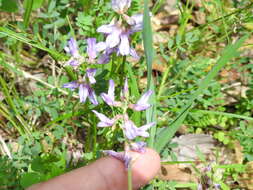 Image of Ozark milkvetch