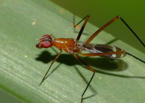 Imagem de Metopochetus freyi McAlpine 1998