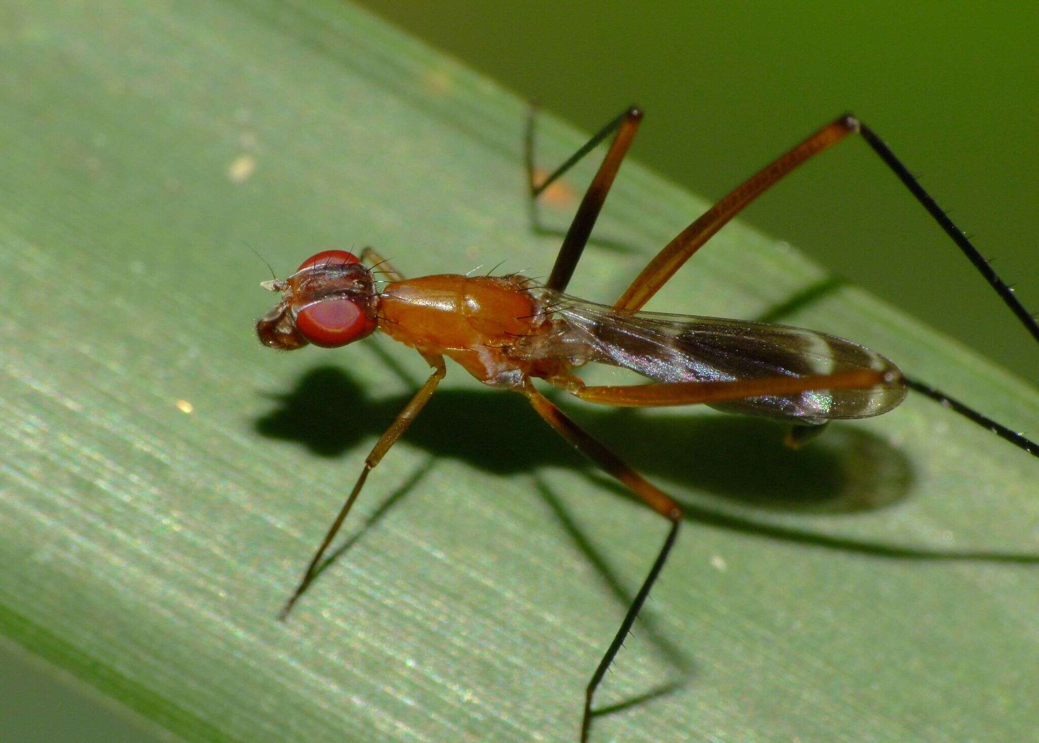 Image de Metopochetus freyi McAlpine 1998