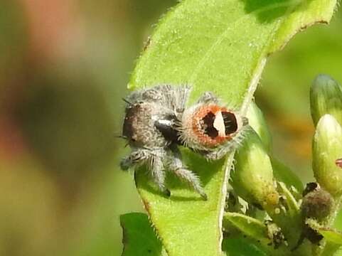 Image of Phidippus pacosauritus