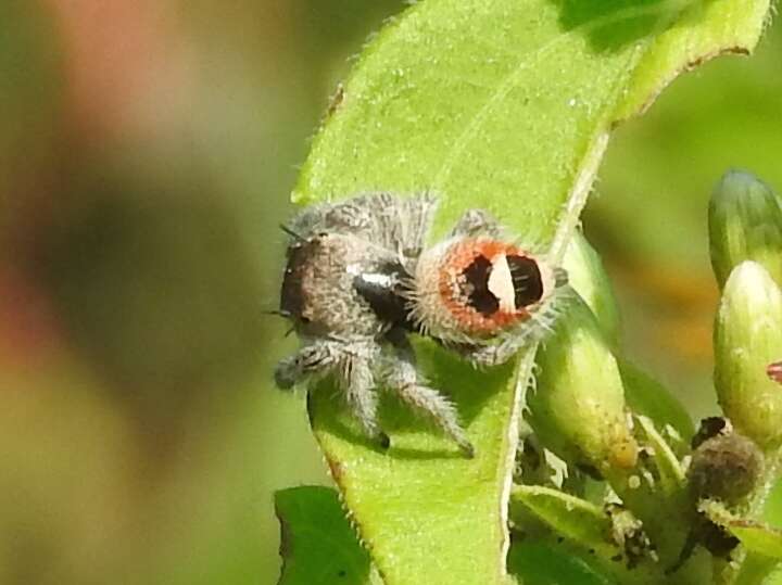 Image of Phidippus pacosauritus