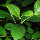 Image of Lasianthus trichophlebus var. latifolius (Miq.) H. Zhu