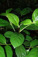 Image of Lasianthus trichophlebus var. latifolius (Miq.) H. Zhu