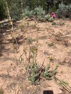 Image of Owens Valley beardtongue