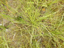 Image of Limestone Quillwort