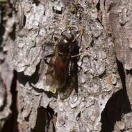 Image of Chalcosyrphus libo (Walker 1849)