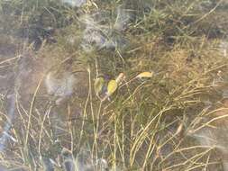 Image of Vasey's pondweed