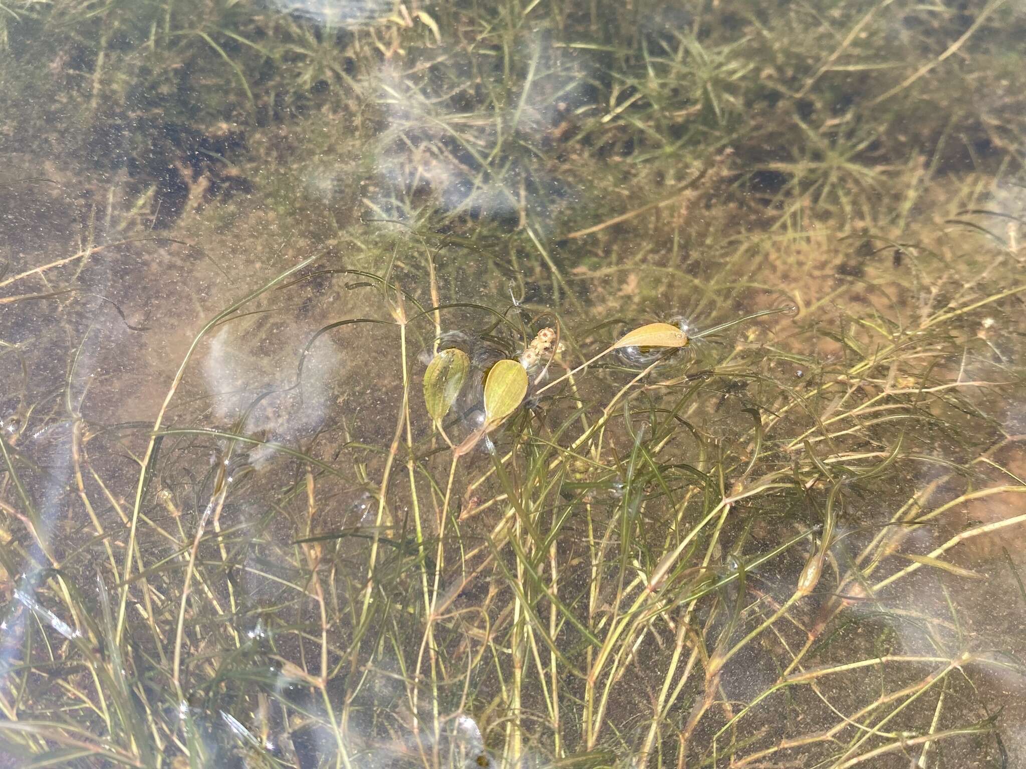 Image of Vasey's pondweed