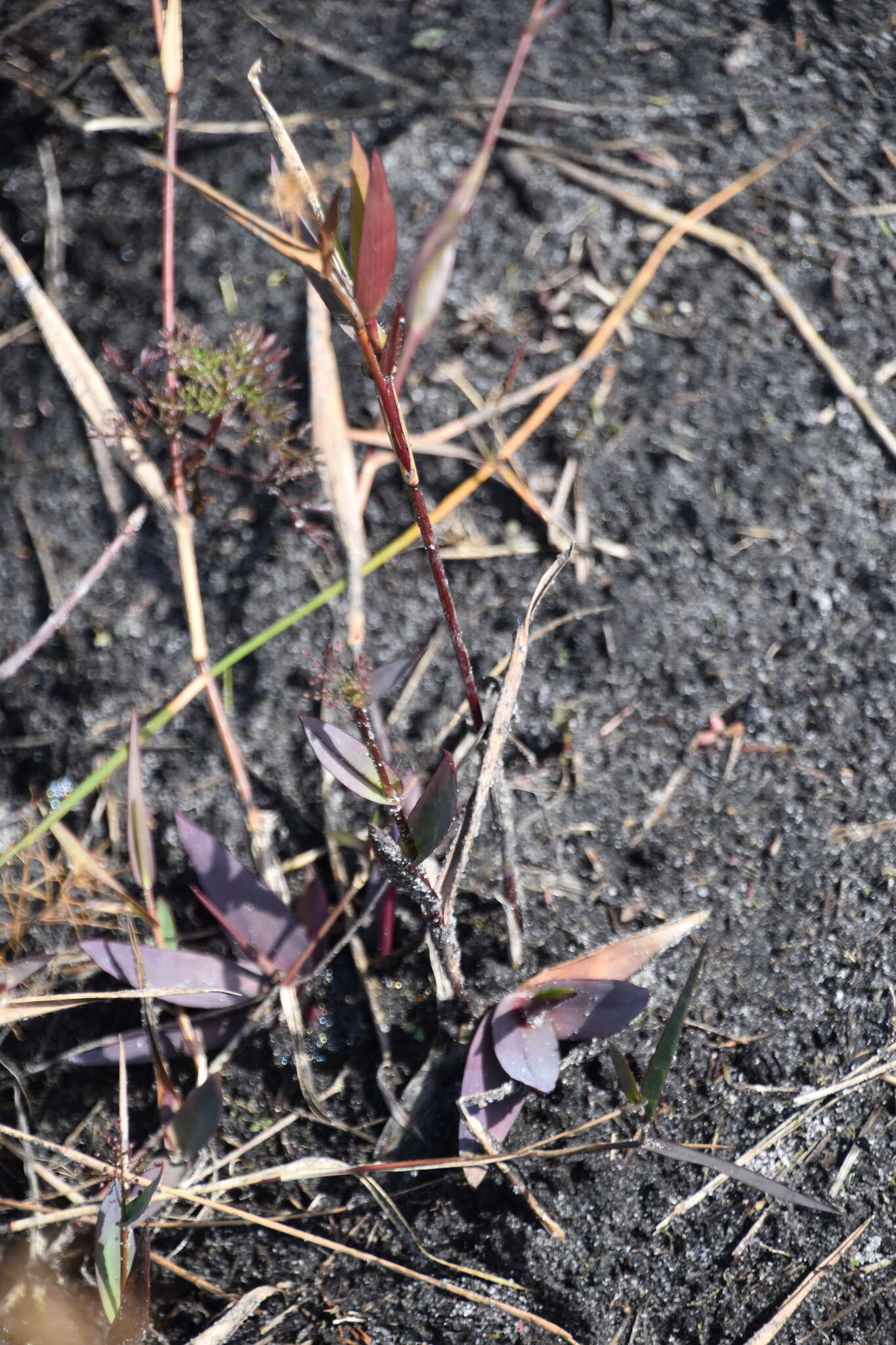 Image of Erect-Leaf Rosette Grass