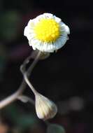 Image de Crassothonna capensis (L. H. Bailey) B. Nord.