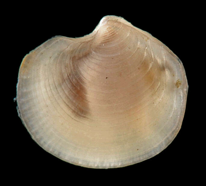 Image of Parvilucina crenella (Dall 1901)
