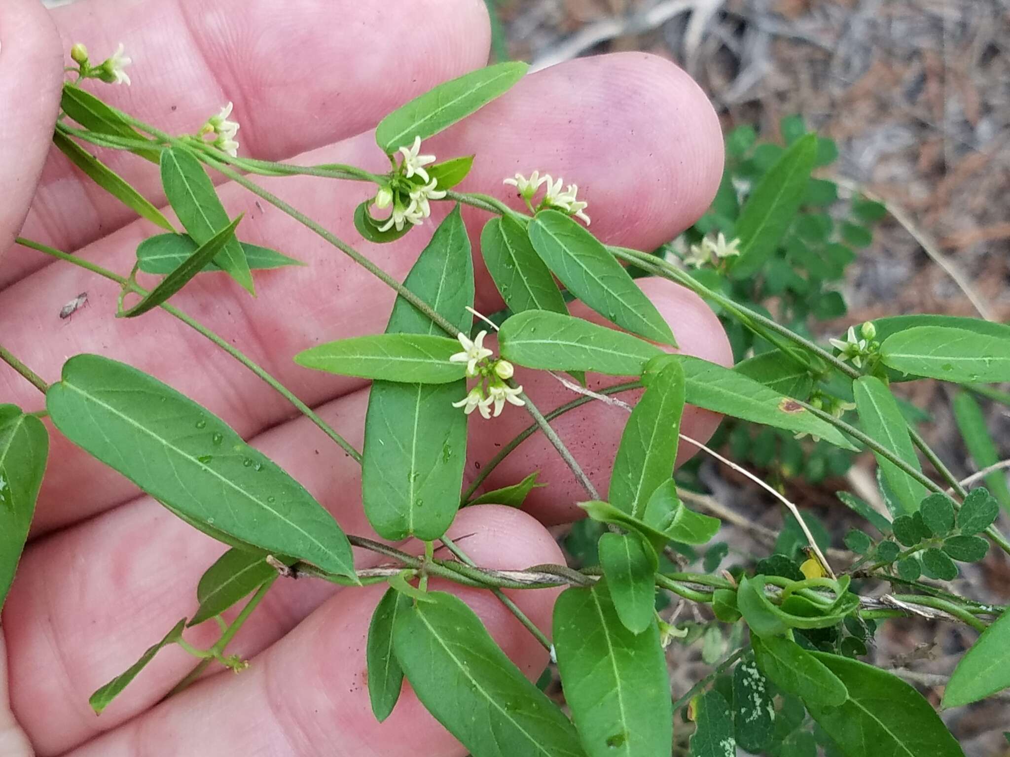 Cynanchum maccartii Shinners的圖片