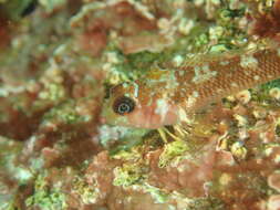 Image of Cunningham&#39;s triplefin