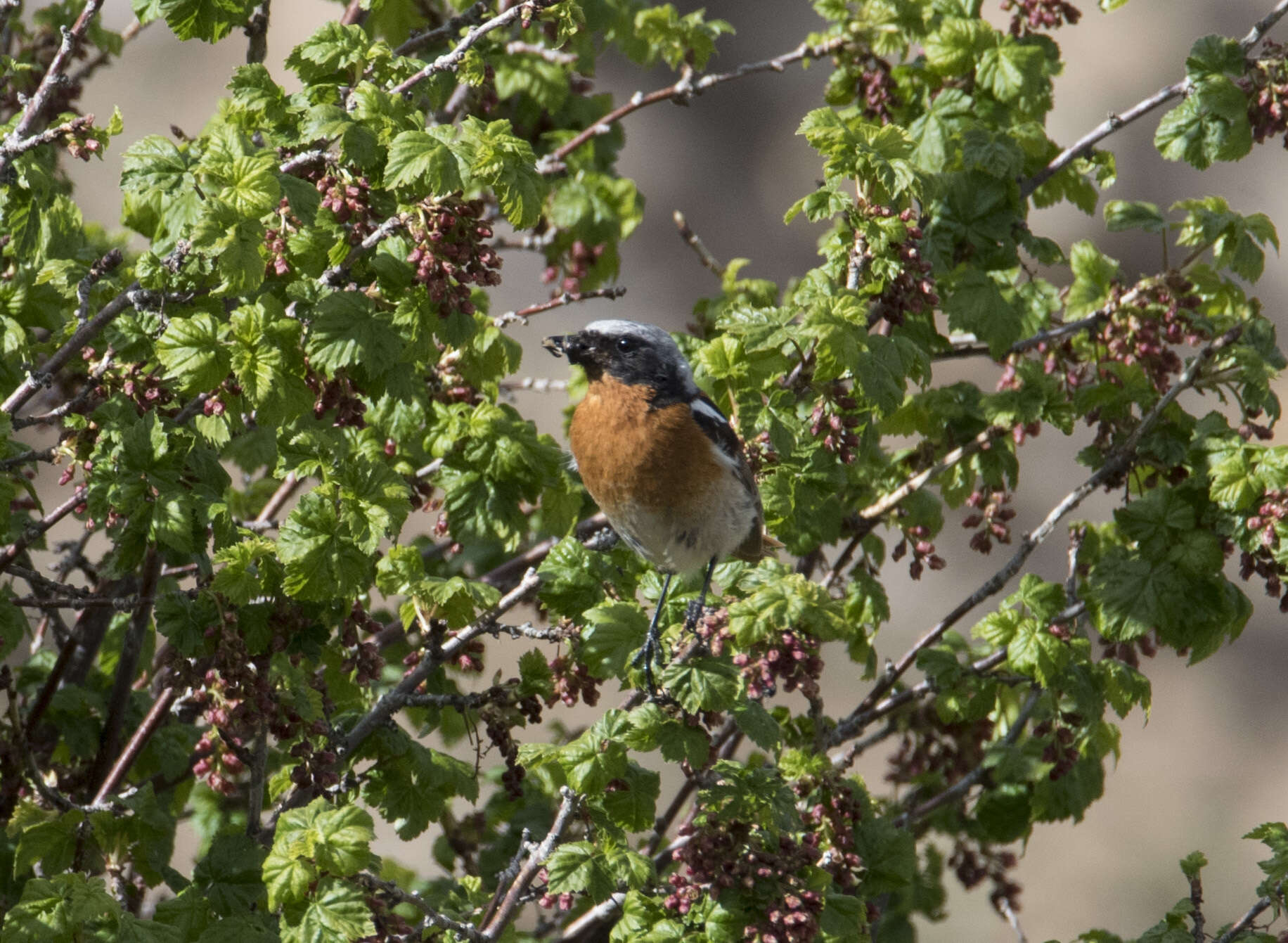 Image of Eversmann's Redstart