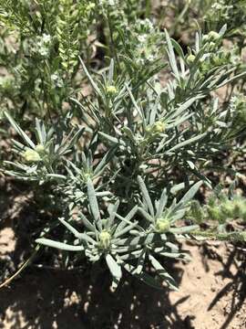 Image de Picradeniopsis oppositifolia (Nutt.) Rydb.