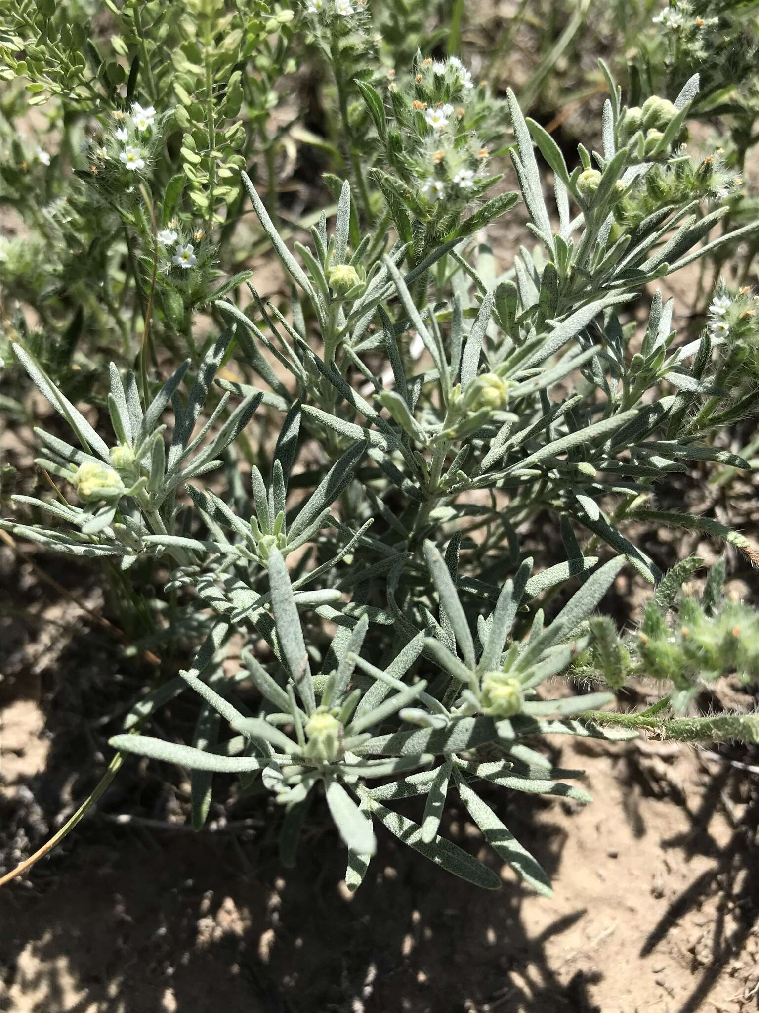 Plancia ëd Picradeniopsis oppositifolia (Nutt.) Rydb.