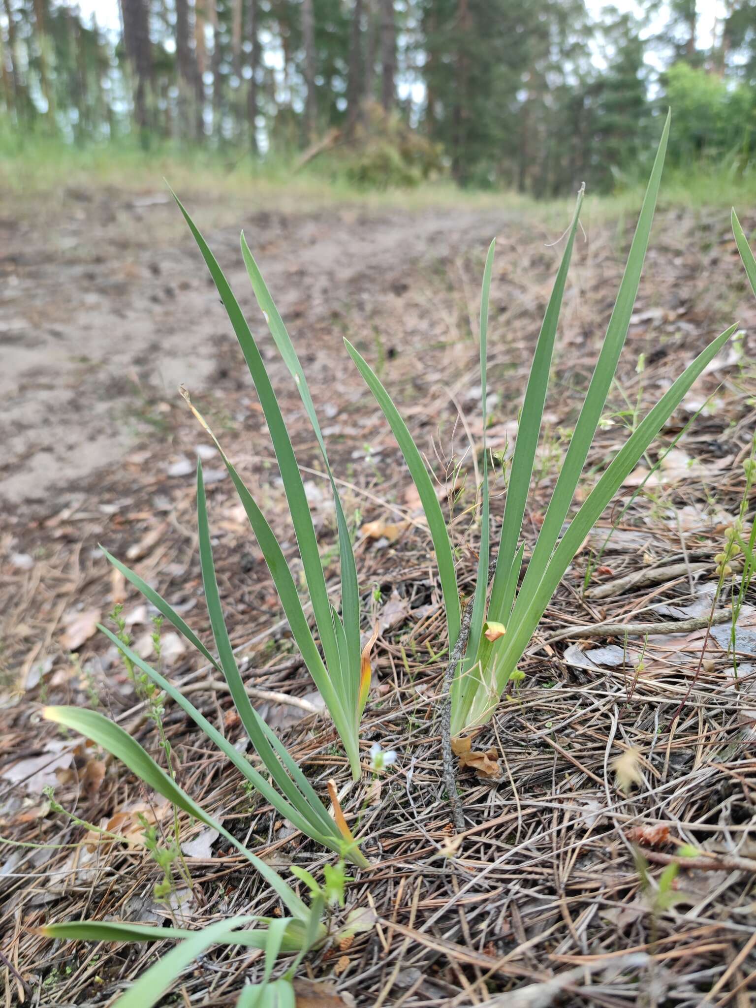 Plancia ëd Iris arenaria Waldst. & Kit.