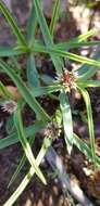 Image of Euphorbia pseudotuberosa Pax